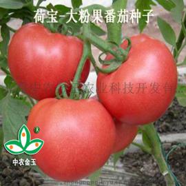 大番茄种子，荷宝，荷兰番茄种子，进口番茄种子